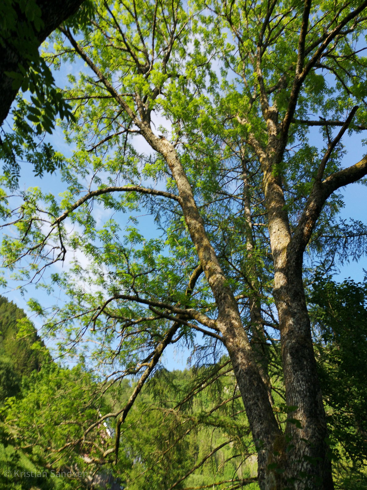 Juli 2021: Sommer i hagen.