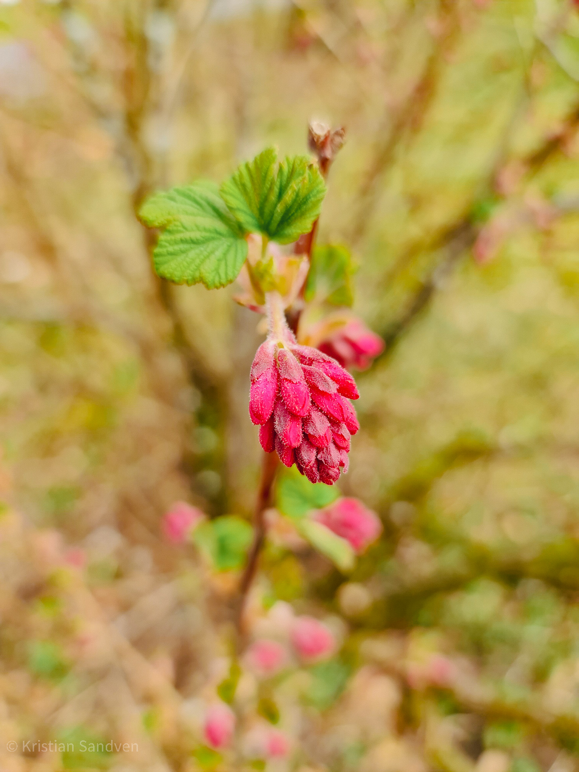 April 2022: Blomstrende rips i hagen.