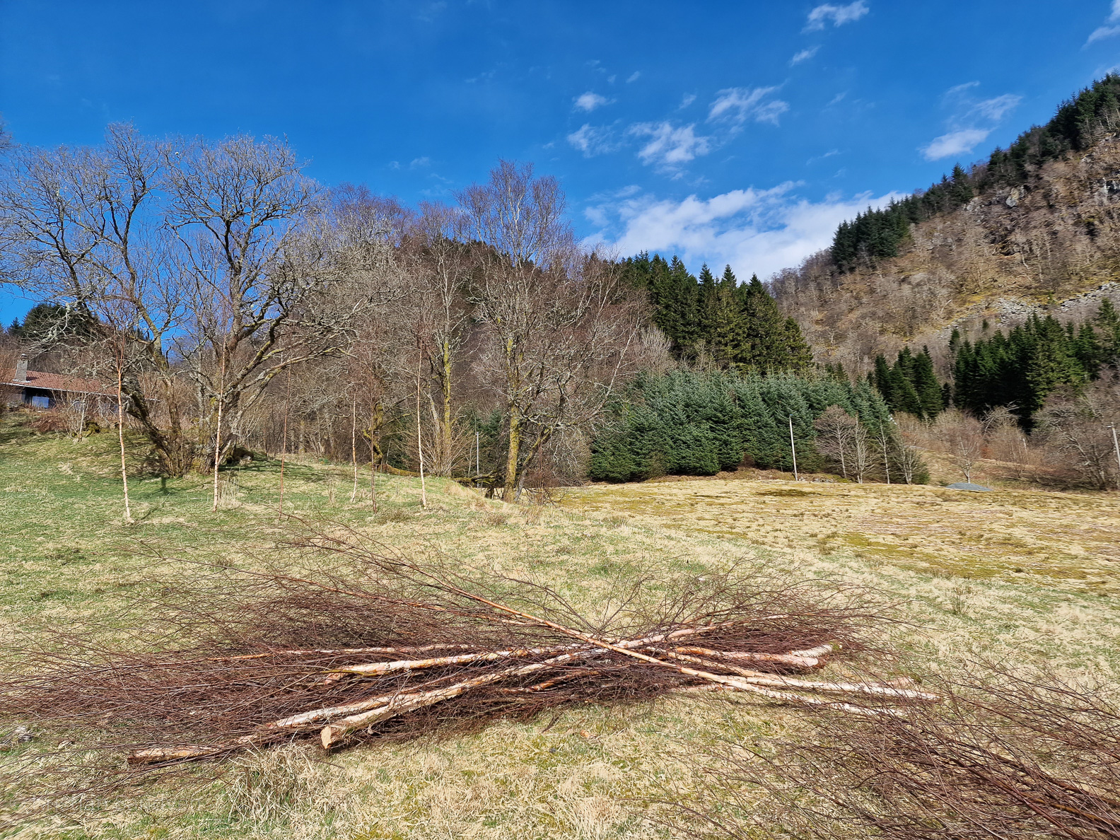 April 2023: Rydding av bjørkeskog.