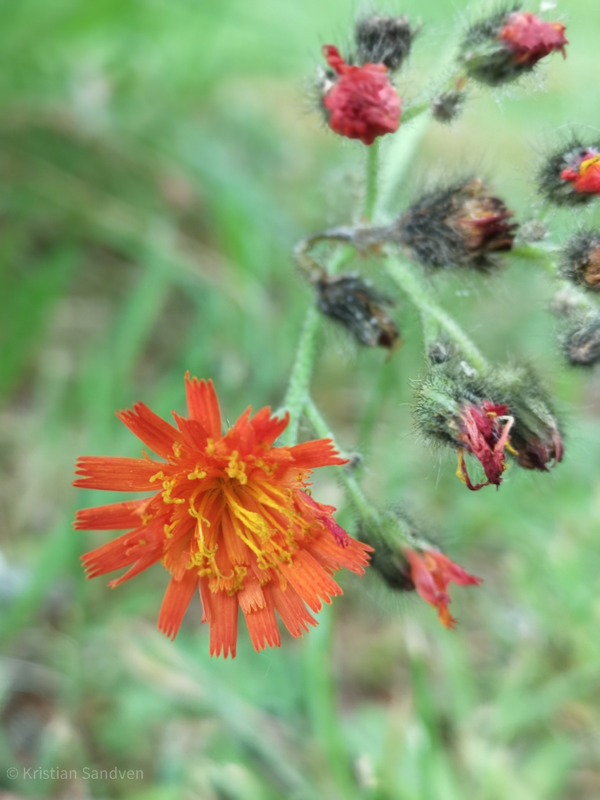 Juli 2018: Hagesveve (Pilosella aurantiaca).