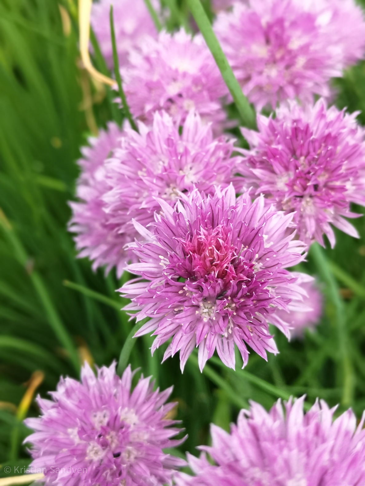 Juni 2019: Blomstrende gressløk i kjøkkenhagen.